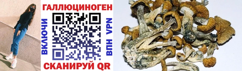 Купить закладки  Нефтекумск  Псилоцибиновые грибы Psilocybine cubensis 